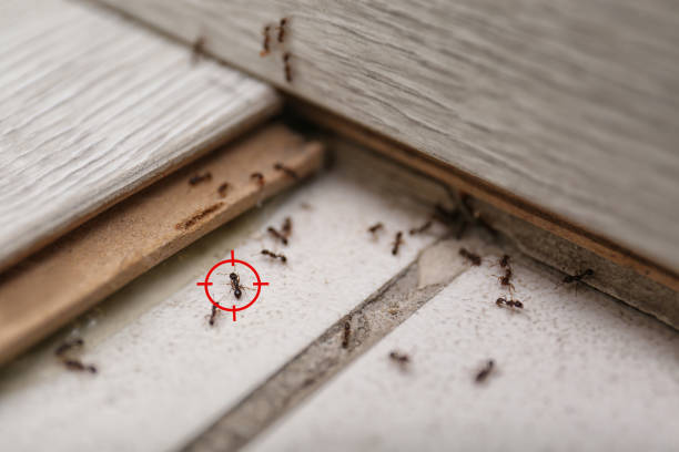 Pest Prevention Services in Annapolis Neck, MD
