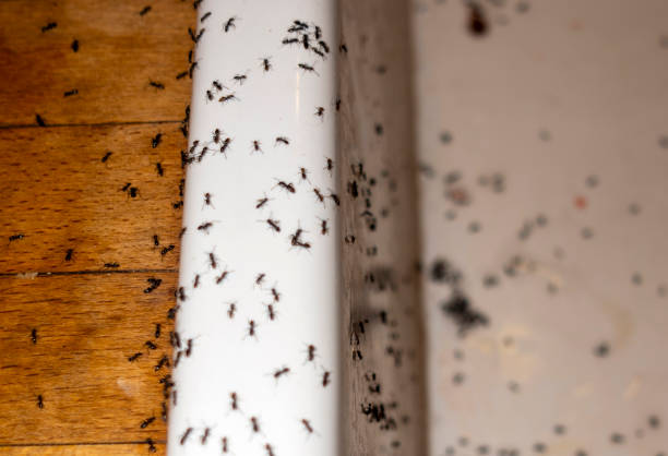 Best Flea Control Services  in Annapolis Neck, MD